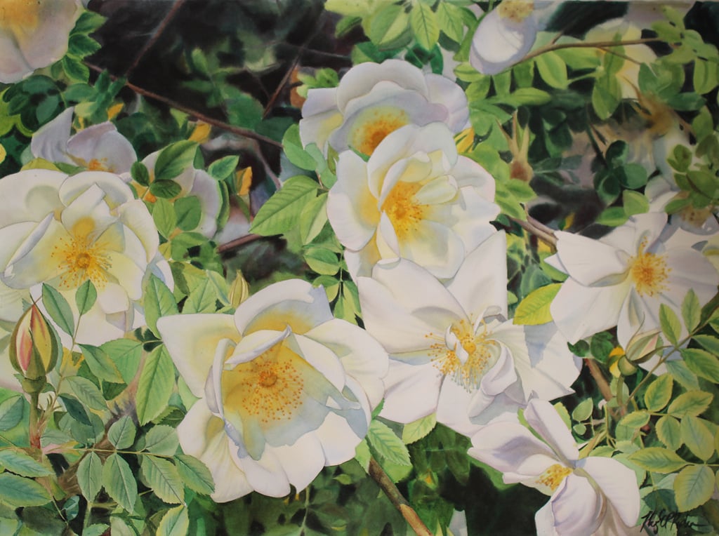 Megan (Polson) Ripke, class of '04: Accomplished Watercolor Artist